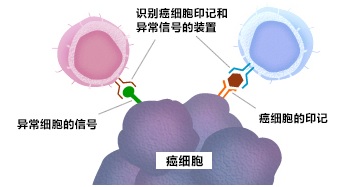 識別癌細胞后發(fā)起攻擊