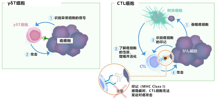 對隱藏或消失的癌細胞特征（MHCClass1）迅速發(fā)動攻擊
