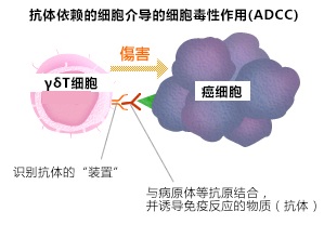 與抗體醫(yī)藥聯(lián)合使用，提高對癌殺傷力